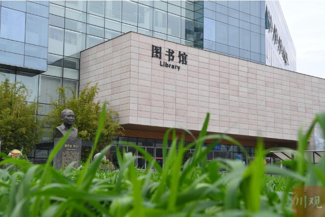 图书馆前水稻田扮靓四川农大校园 网友：“不愧是一所农业大学啊”