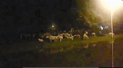 觅食羊群在天津大道上“迷路” 交警化身“牧羊人”
