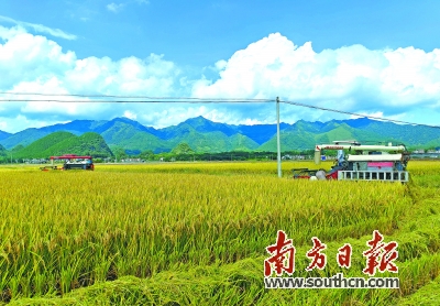 正值早稻收割季 连州市12万多亩早造水稻迎丰收