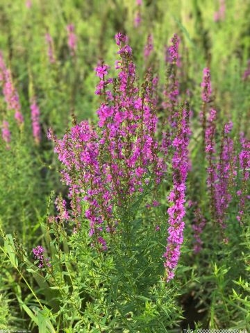 首届“金菜花杯”云南生物多样性花卉摄影大赛评选出100个奖项