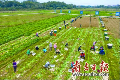 第十一批399个全国“一村一品”示范村镇名单发布 广东共有24个村镇入选