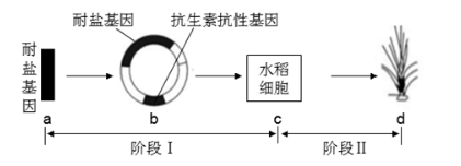 OsCSLD4合成酶助水稻即高产又能耐盐