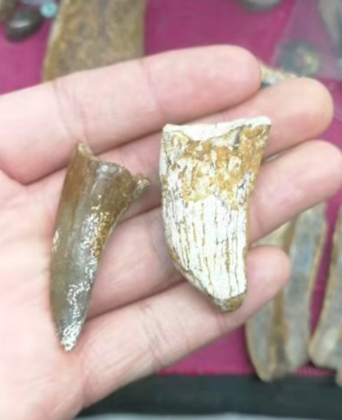 陕北发现重要恐龙足迹化石 其中最长足迹为60.5CM