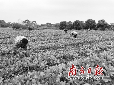 每日供应约3—4吨新鲜蔬菜至大湾区市场 清远积极做好“菜篮子”保供稳价工作