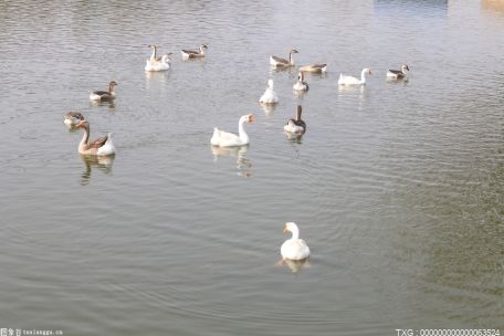 南京市玄武湖再现历史上的“后湖飞鹜”胜景