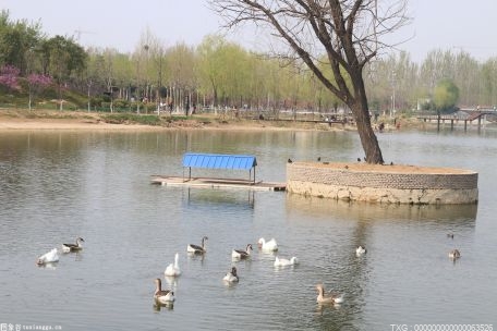 湿地修复显成效 众多白骨顶鸡在南京绿水湾水面上游弋或嬉戏追逐