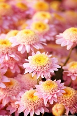 德国每年发布花粉传播时间和强度 以便过敏者做好防护