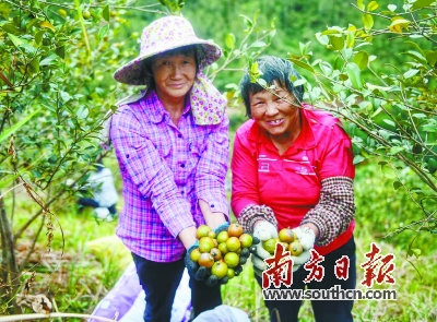 广东油茶迎来采摘季 今年全省油茶茶籽预计产量将超过22万吨