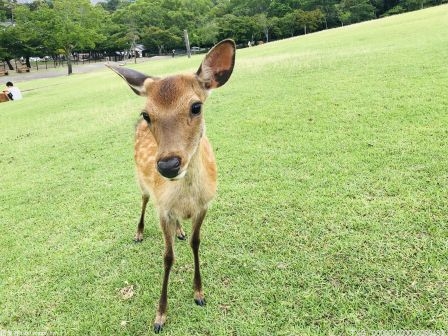 如何才能让“进城”的“野外生灵”与人类和平共处?