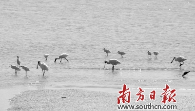 立冬刚过，深圳湾迎来大批越冬的候鸟