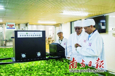 英德红茶规模化生产技术方案发布 