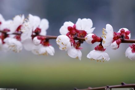 腊梅适合种在庭院哪个方位？腊梅的花色是什颜色？