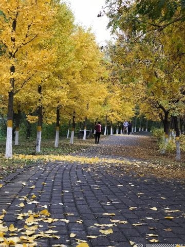 昆明街头的银杏树依然一片金黄色 市民：落叶缓扫的街道能否再多几条  