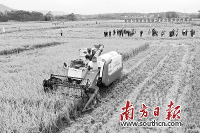 粤北地区首个“花稻花”无人农场喜获丰收 水稻亩产量达1000斤以上