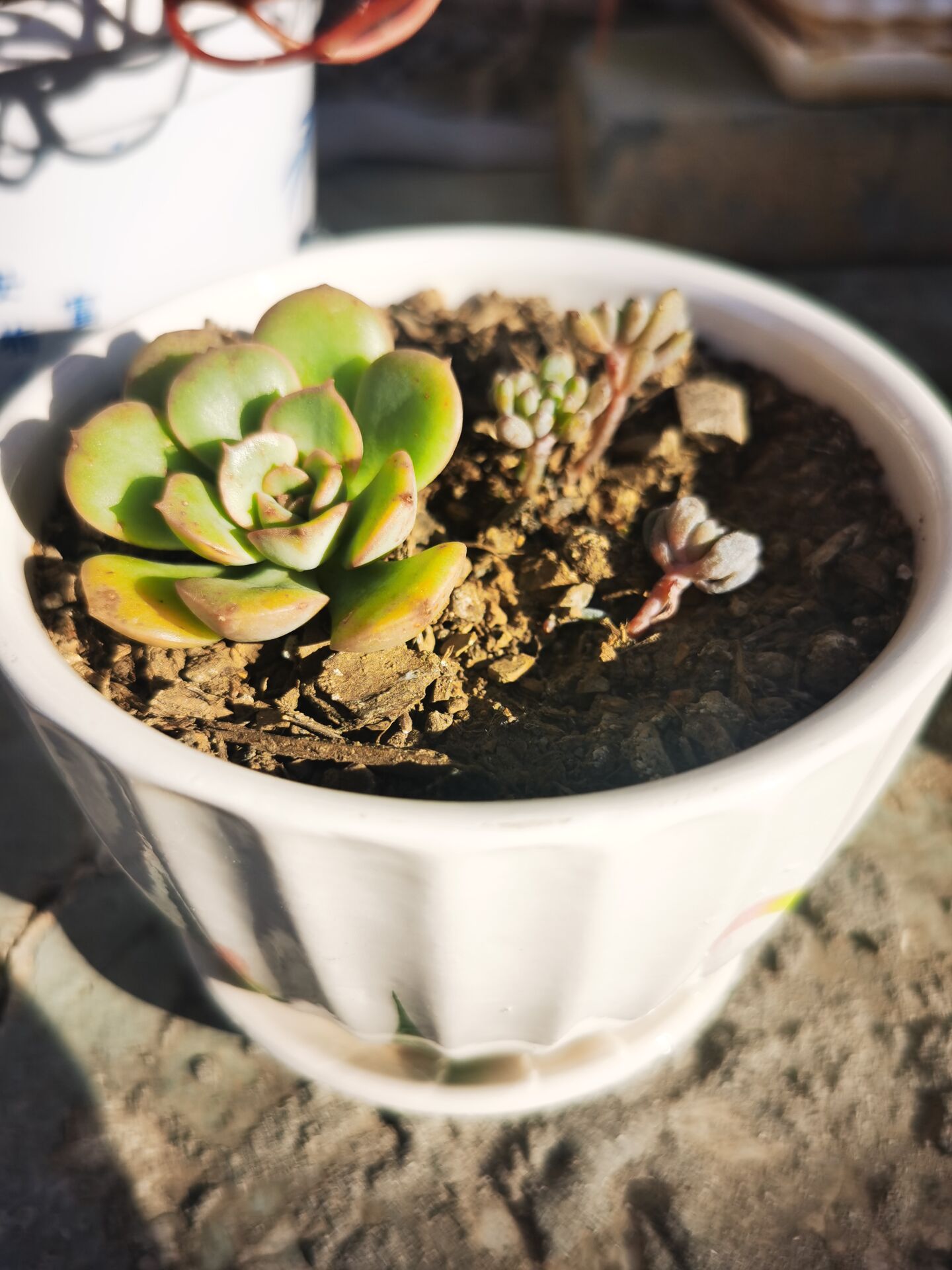 多肉植物火凤凰怎么养 多肉植物火凤凰养殖注意事项