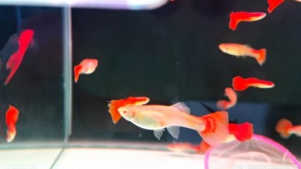 阿凡达鱼怎么繁殖 阿凡达鱼的繁殖方法介绍