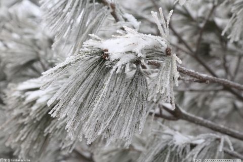 雪台风是什么？今年寒潮大幅超标，东北会出现暴风雪吗？