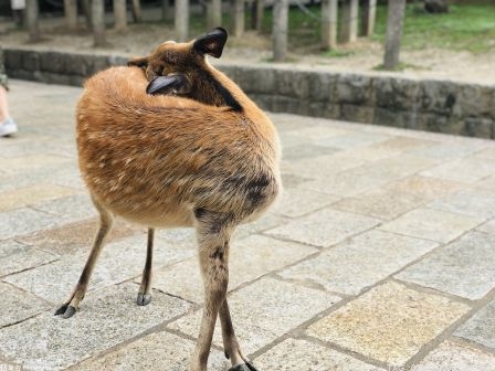 吹空调开地暖泡“温泉”嗑坚果…… 不少动物已经开始吃上了“冬季食谱”