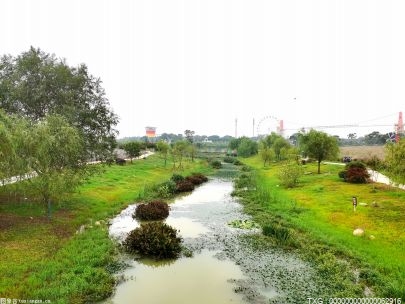 尾水排口像公园 南京建成江苏省首个都市型生态安全缓冲区湿地项目