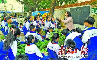 走进田园，认识蔬菜粮食 电白区小学校园内开展劳动种植课 