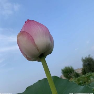 大湾区的花：洋紫荆、荷、木棉花和簕杜鹃