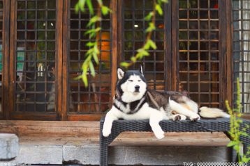 养犬人不约束宠物 就要有规则来约束养犬人