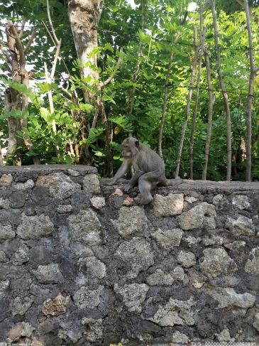 国家二级重点保护野生动物熊猴现身保山龙陵 