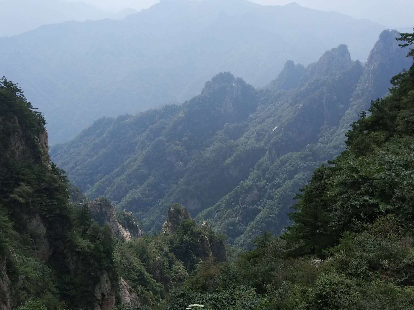 两项研究填补核心被子植物最后一个主要分支金粟兰目基因组信息