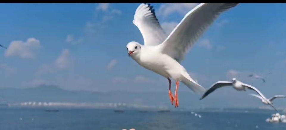 海上清洁工是什么动物 海上清洁工为什么是海鸥