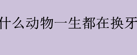 什么动物一生都在换牙？一生都在换牙的动物是哪种