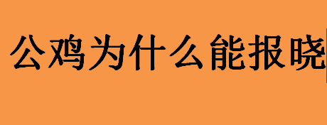 公鸡为什么能报晓？公鸡会报晓的原因揭秘