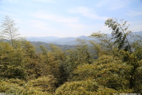 广东继续发力在全省推行林长制 打造高质量南粤秀美山川