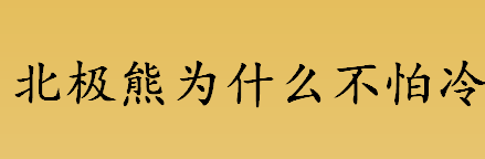 北极熊为什么不怕冷？北极熊为什么不畏寒冷？北极熊吃什么？