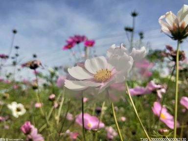 牵牛花是什么颜色？牵牛花的颜色有几种？缠绕草本植物有哪些？