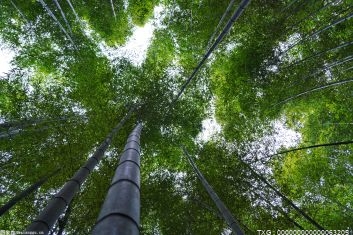 竹林可以解决“白色”污染吗？“以竹代塑”绿色低碳是真的吗？