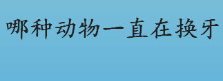 哪种动物一直在换牙？哪种动物一生都在换牙？