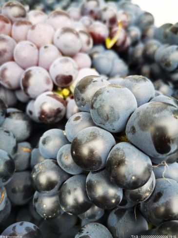 食用葡萄可增加肠道菌群多样性 降低胆固醇血液水平
