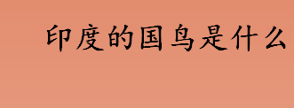 印度的国鸟是什么？蓝孔雀、绿孔雀和刚果孔雀有什么区别？