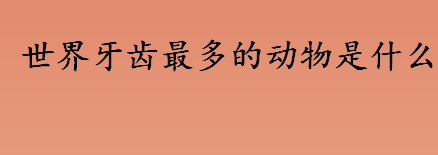 世界牙齿最多的动物是什么？世界牙齿最多的动物有几颗牙齿？