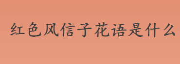 红色风信子花语是什么 不同颜色的风信子花语介绍