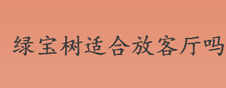 绿宝树是什么？绿宝树适合放客厅吗？绿宝树有哪些别称？