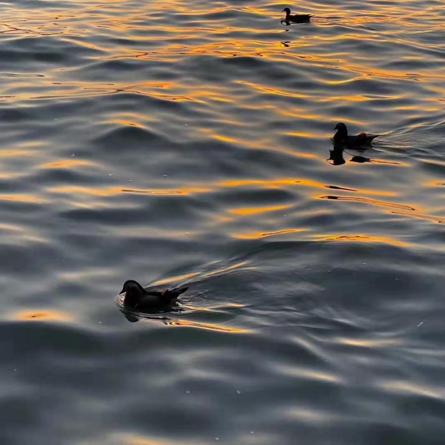 宁夏湿地环境持续向好 为过境鸟类提供栖息地和繁衍地