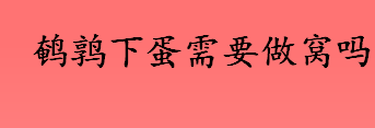 鹌鹑下蛋需要做窝吗 家养的鹌鹑会自己孵化吗