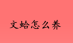 文蛤怎么养？文蛤的养殖方法介绍