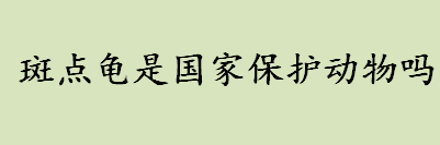 斑点龟是国家保护动物吗 斑点龟属于濒危动物吗