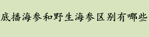 底播海参和野生海参区别有哪些 底播海参是人工培育的吗