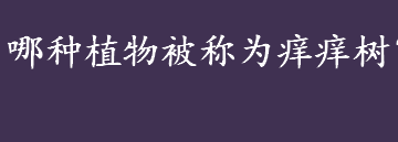 植物也怕“痒”吗？哪种植物被称为痒痒树？痒痒树是什么？