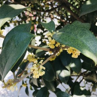 桂花是花中四君子吗？中国传统文化中的“花中四君子”是什么花？