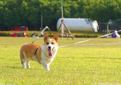 南京地铁公安超小警犬线下授名互动活动结束