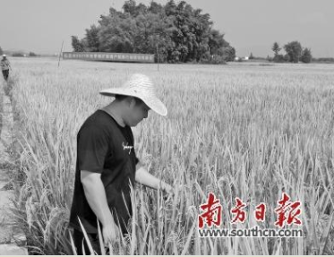 广东省推进农村科技特派员驻镇帮扶901个重点乡镇全覆盖